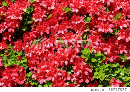 塩船観音のツツジ 塩船観音のツツジ 76797377