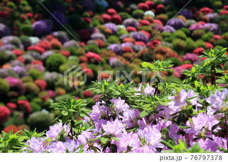 塩船観音のツツジ 76797378