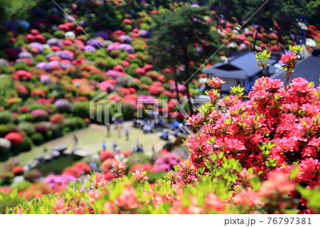 塩船観音のツツジ 76797381
