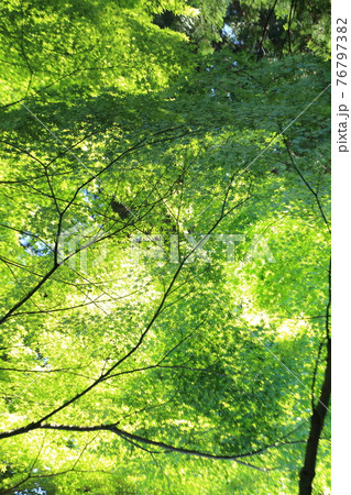 塩船観音のツツジ 塩船観音のツツジ 76797382