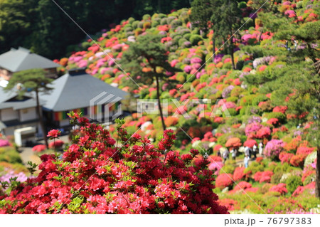 塩船観音のツツジ 76797383
