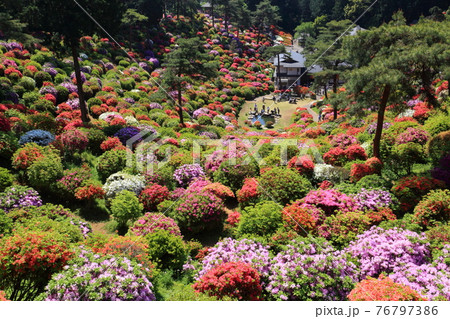 塩船観音のツツジ 76797386