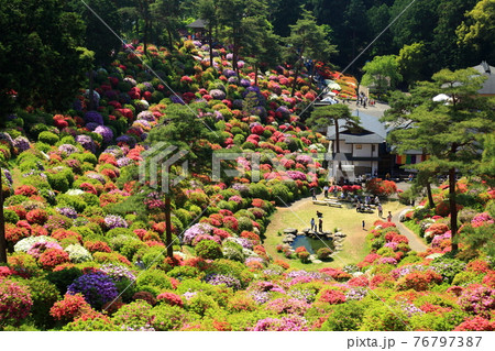 塩船観音のツツジ 76797387