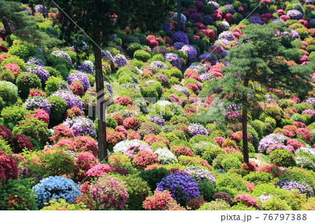 塩船観音のツツジ 76797388