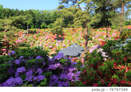 塩船観音のツツジ 76797389