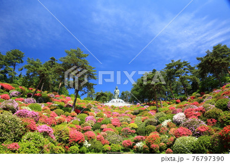 塩船観音のツツジ 76797390