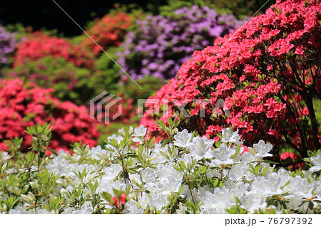 塩船観音のツツジ 76797392