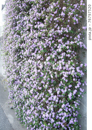 紫色のランタナの花のカーテン 76797520