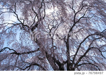 高山村の一本桜 高山村の一本桜 76798497
