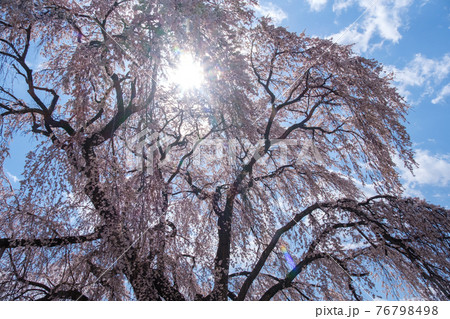 輝く桜 76798498