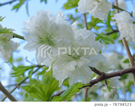 白い八重桜 76798523
