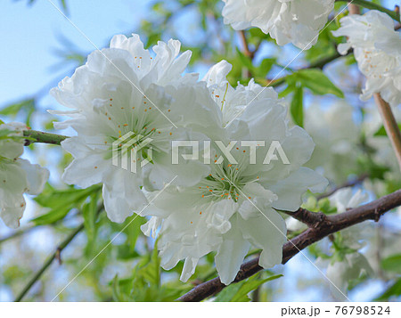 白い八重桜 76798524