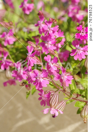 フクロナデシコの花 フクロナデシコの花 76798525