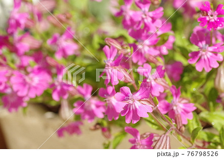フクロナデシコの花 フクロナデシコの花 76798526