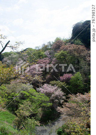 森林の桜 森林の桜 76798527