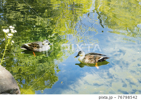 鍋島松濤公園 池の鴨 鍋島松濤公園 池の鴨 76798542