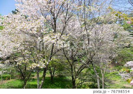 森林の桜 76798554
