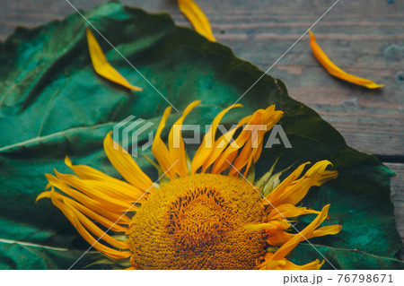 A beautiful, large, blossomed sunflower on wooden background. Yellow sunflower petals. A natural background associated with the summer. A beautiful, large, blossomed sunflower on wooden background. Yellow sunflower petals. A natural background associated with the summer. 76798671