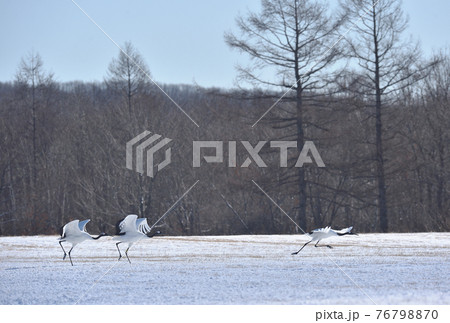 飛び立ちに備えて助走を始めるタンチョウ（北海道・鶴居） 76798870