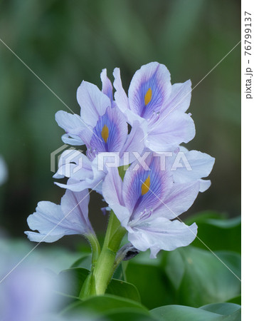 Purple or violet flower. Close-up shot of water hyacinth. Purple or violet flower. Close-up shot of water hyacinth. 76799137