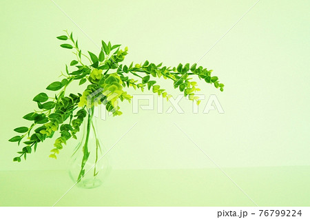 室内のフェイクグリーン、ガラスの花瓶の観葉植物 白バックにコピースペースあり 室内のフェイクグリーン、ガラスの花瓶の観葉植物 白バックにコピースペースあり 76799224