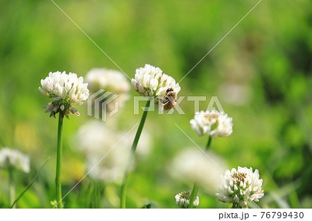 草花 シロツメグサ の蜜を吸うハチ の写真素材
