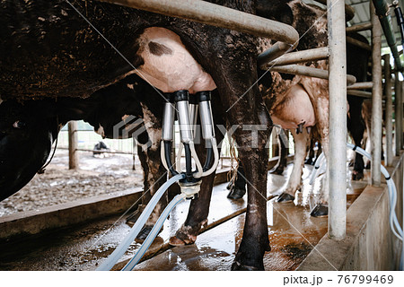 Dairy Cattle and Cottage Industry, Cow Milking Raw Milk With Facility Equipment Machine in Cattle Farm. Business Livestock and Agriculture Entrepreneur. 76799469