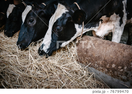 Cow Feeding Grazing Grass in Dairy Cattle Farm, Business Livestock and Agriculture Entrepreneur. Dairy Farming Cow Feeding Grazing Grass in Dairy Cattle Farm, Business Livestock and Agriculture Entrepreneur. Dairy Farming 76799470
