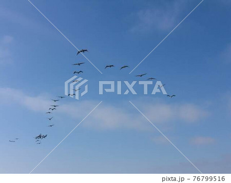 空を飛ぶ鳥 空を飛ぶ鳥 76799516