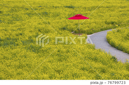 花 花畑 万 76799723