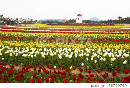 公園 花 万 76799749
