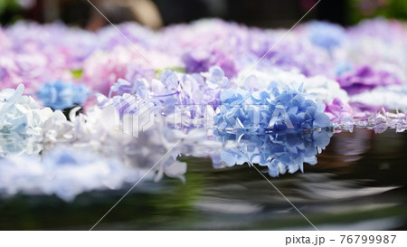 紫陽花 紫陽花 76799987