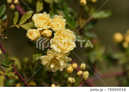 モッコウバラ 木香薔薇 眞子内親王のお印の花の写真素材