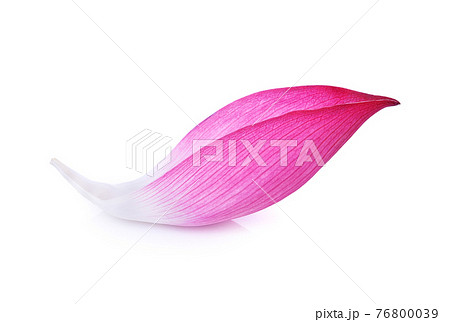 Closeup on lotus petal on white background 76800039