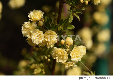モッコウバラ 木香薔薇 眞子内親王のお印の花の写真素材