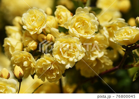 モッコウバラ・木香薔薇・眞子内親王のお印の花 モッコウバラ・木香薔薇・眞子内親王のお印の花 76800045
