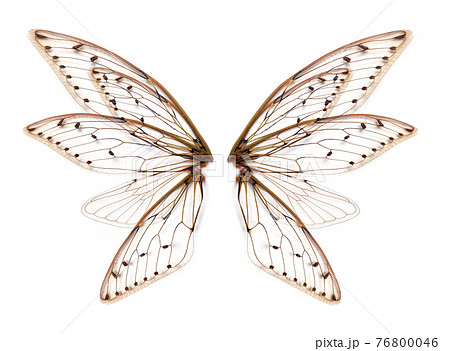 wings of Insect cicada on white bacground 76800046