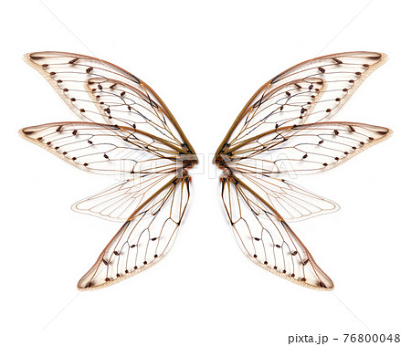 wings of Insect cicada on white bacground 76800048