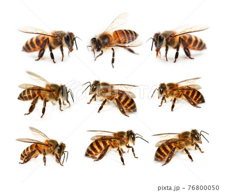 set of bee isolated on white background 76800050