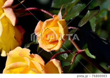 調布市深大寺元町の植物園に咲く黄色いバラ(モダンローズ ゾンネキント)の花 調布市深大寺元町の植物園に咲く黄色いバラ(モダンローズ ゾンネキント)の花 76800065