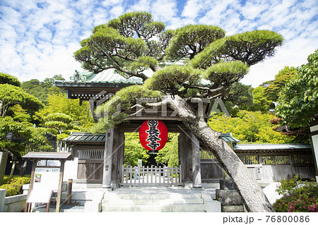 長谷寺 山門 門かぶりの松の写真素材 [76800086] - PIXTA