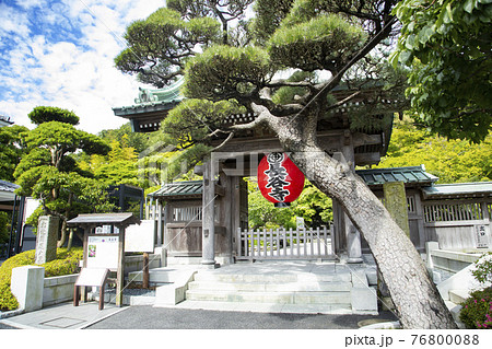 長谷寺 山門 門かぶりの松の写真素材 [76800088] - PIXTA