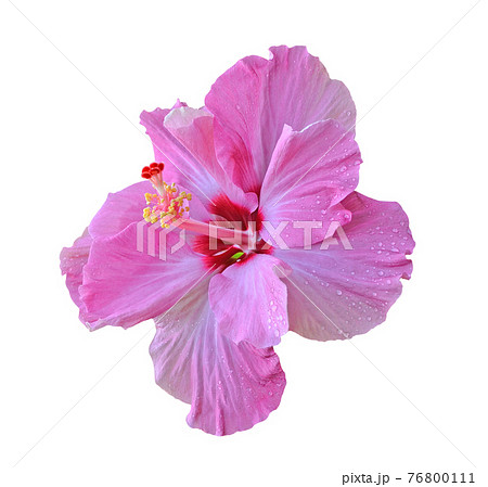 hibiscus isolated on white background 76800111