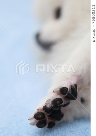 愛犬ポメラニアンの肉球 愛犬ポメラニアンの肉球 76800211