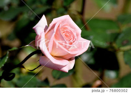 調布市深大寺元町の植物園に咲くピンクのバラ(モダンローズ バイオレット・カーソン)の花 76800302
