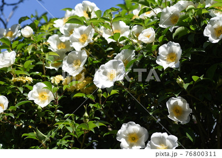 ナニワイバラ（難波茨）の花 76800311