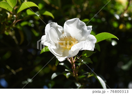 ナニワイバラ(難波茨)の花 ナニワイバラ(難波茨)の花 76800313