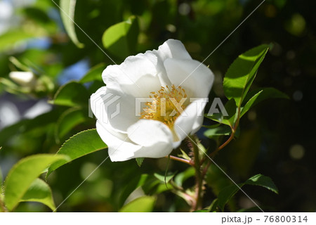 ナニワイバラ(難波茨)の花 ナニワイバラ(難波茨)の花 76800314