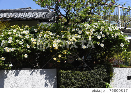 ナニワイバラ(難波茨)の花 ナニワイバラ(難波茨)の花 76800317