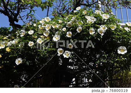 ナニワイバラ(難波茨)の花 ナニワイバラ(難波茨)の花 76800319